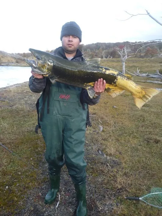 Salmón Chinook gigante capturado en Río Grande Tierra del Fuego