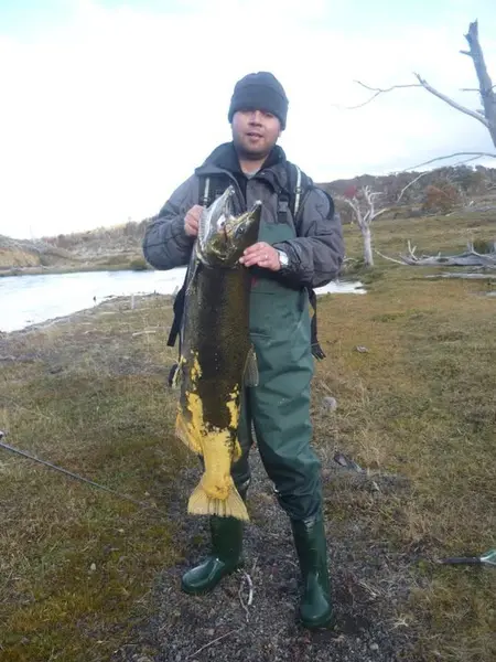 Salmón Chinook de gran tamaño