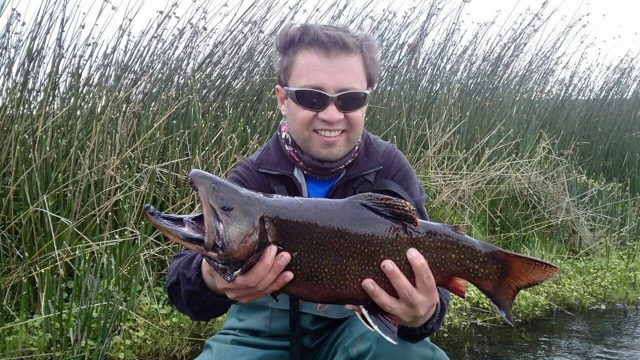 Trucha Fontinalis trofeo macho con mandíbula kype en Lago Blanco Tierra del Fuego